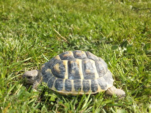 Testudo Hermanni Hermanni nato nel 2011