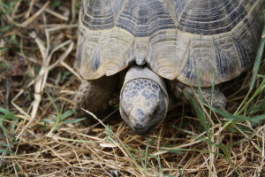 Femmina di Testudo Graeca Ibera